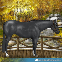 Horse Color:Black 