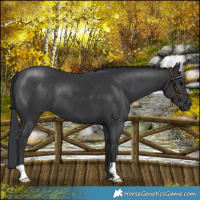 Horse Color:Black 