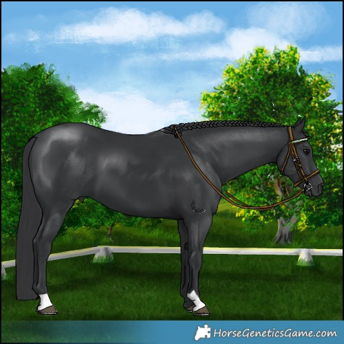 Horse Color:Black 
