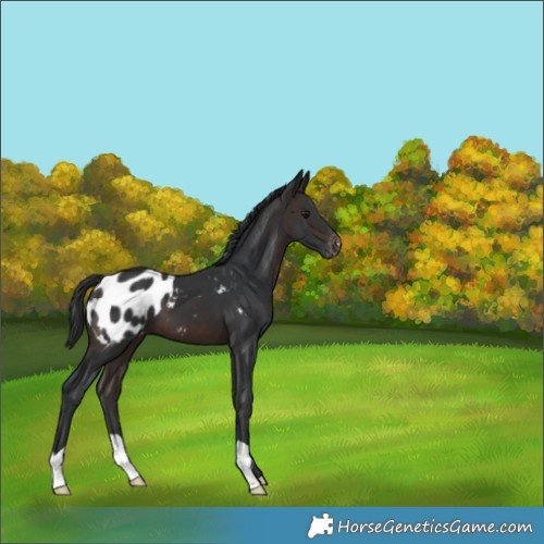 Horse Color:Brown Appaloosa