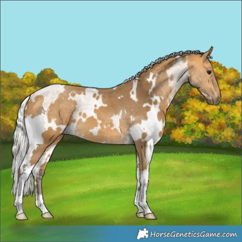 Horse Color:White Spotted Silver Buckskin 