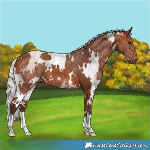 Horse Color:White Spotted Silver Brown 