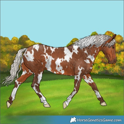 Horse Color:White Spotted Silver Bay 