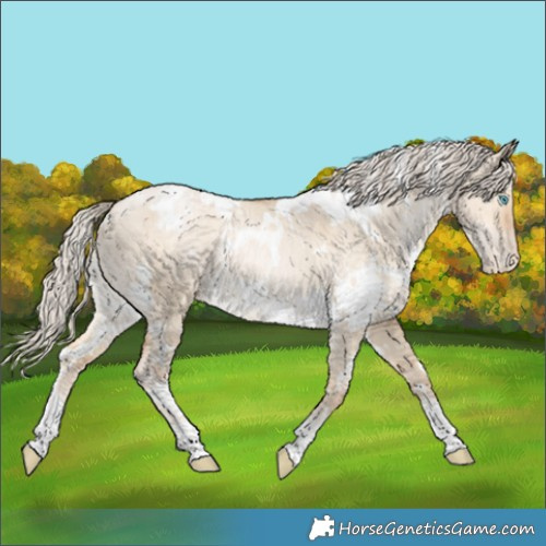 Horse Color:White Spotted Chocolate Palomino Snowdrop Dun Appaloosa 