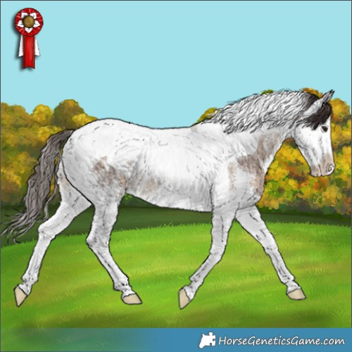 Horse Color:Bay Dun Sabino Splash Tobiano Appaloosa 