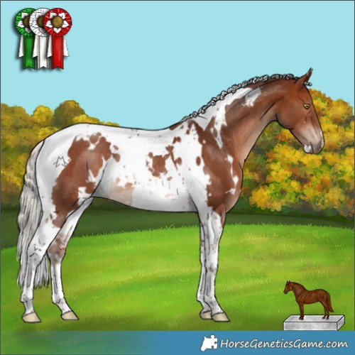 Horse Color:White Spotted Silver Bay Tobiano Rabicano 