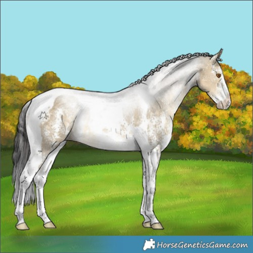 Horse Color:Buckskin Dun Sabino Tobiano 