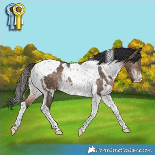 Horse Color:White Spotted Bay Dun Tobiano Rabicano 