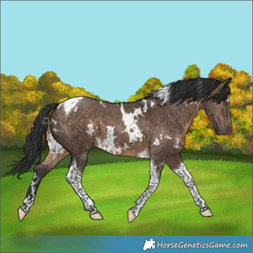 Horse Color:White Spotted Brown Dun Tobiano