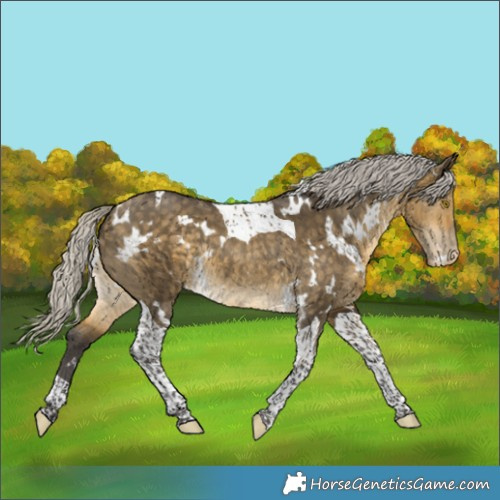 Horse Color:White Spotted Silver Buckskin Dun Tobiano Appaloosa Rabicano