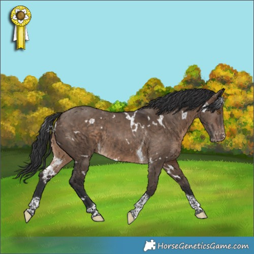 Horse Color:White Spotted Brown Dun Tobiano Appaloosa