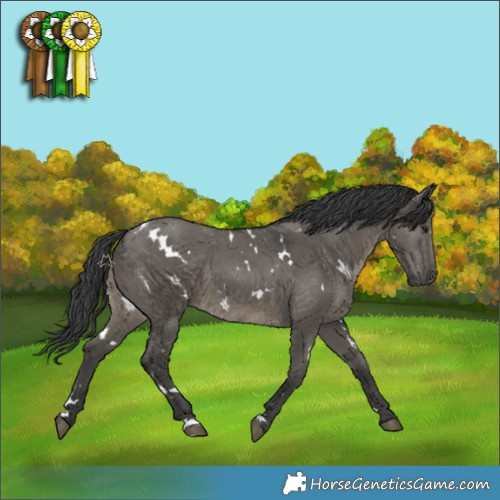 Horse Color:White Spotted Grullo Rabicano