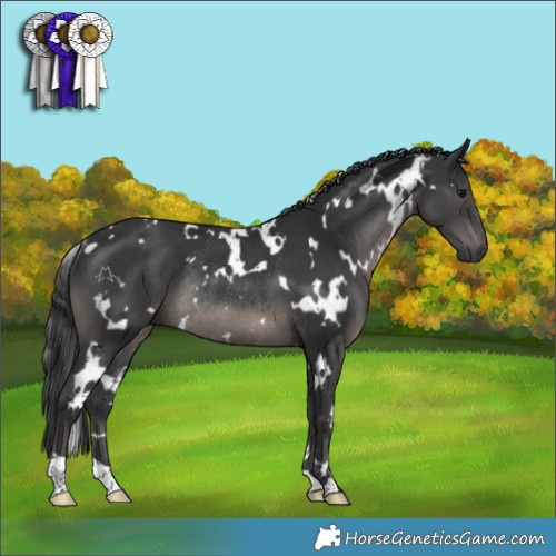 Horse Color:White Spotted Black Rabicano 