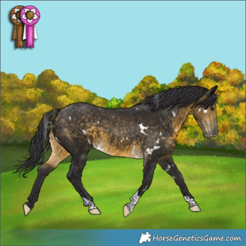 Horse Color:White Spotted Buckskin Tobiano Rabicano