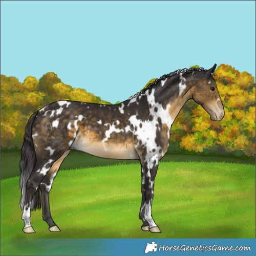 Horse Color:White Spotted Buckskin Appaloosa 