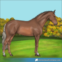 Horse Color:Chestnut Mushroom