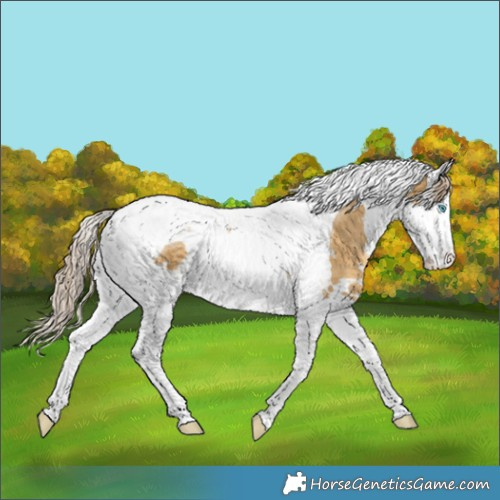 Horse Color:White Spotted Chocolate Palomino Dun Splash Tobiano 