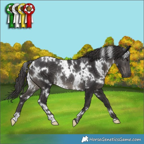 Horse Color:White Spotted Smoky Black Rabicano 