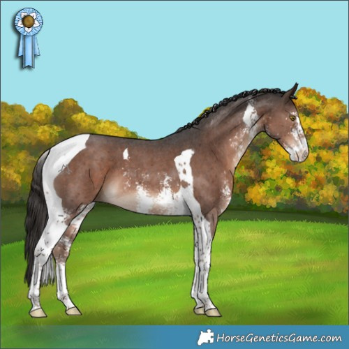 Horse Color:Liver Chestnut Sabino Tobiano 
