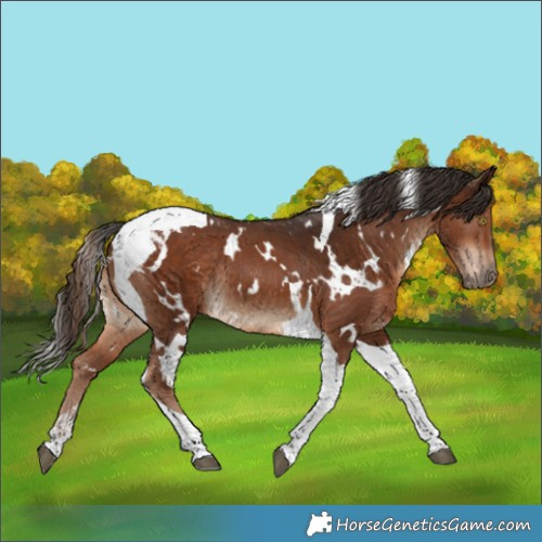 Horse Color:White Spotted Liver Chestnut Tobiano Rabicano 
