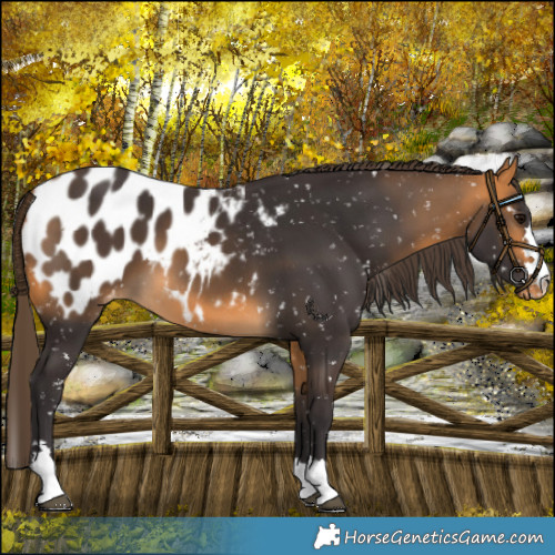 Horse Color:Buckskin Blanket 