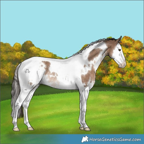 Horse Color:White Spotted Liver Red Dun Splash Tobiano Rabicano 