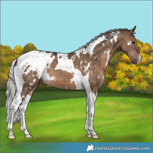 Horse Color:White Spotted Silver Brown Dun Tobiano 