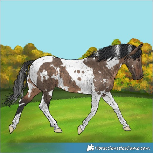 Horse Color:White Spotted Brown Dun Tobiano