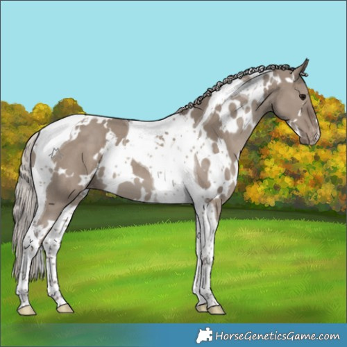 Horse Color:White Spotted Silver Grullo Tobiano Appaloosa 