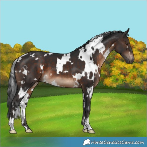 Horse Color:White Spotted Brown 