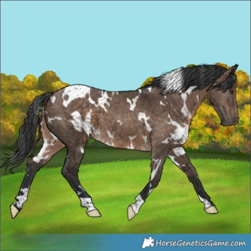 Horse Color:White Spotted Brown Dun