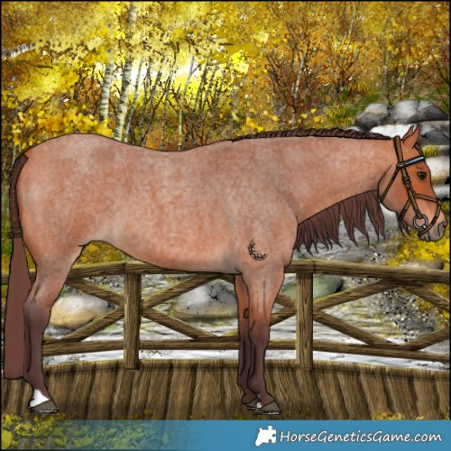 Horse Color:Chocolate Bay Roan 
