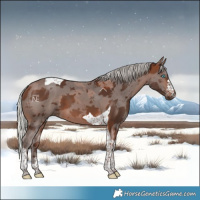 Horse Color:Silver Brown Merle Tobiano 