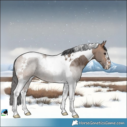 Horse Color:Bay Dun Merle Tobiano Rabicano Brindle 