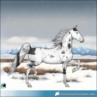 Horse Color:Smoky Black Harlequin Merle 