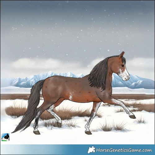 Horse Color:Bay Merle Sabino Rabicano