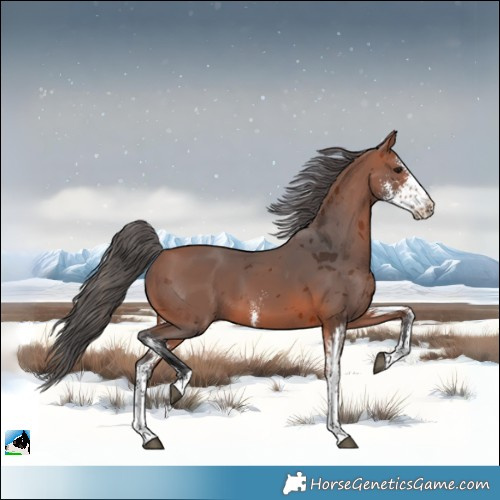 Horse Color:Bay Merle Sabino Rabicano 
