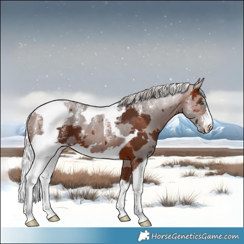 Horse Color:Powder White Silver Brown Merle 