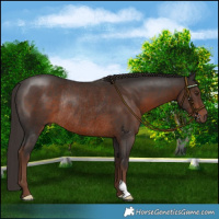Horse Color:Liver Chestnut Rabicano