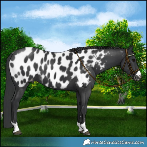 Horse Color:Black Blanket 