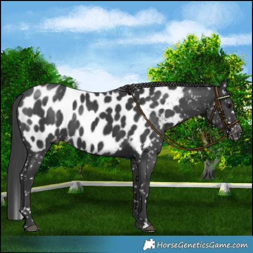 Horse Color:Black Blanket 
