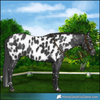 Horse Color:Black Blanket 