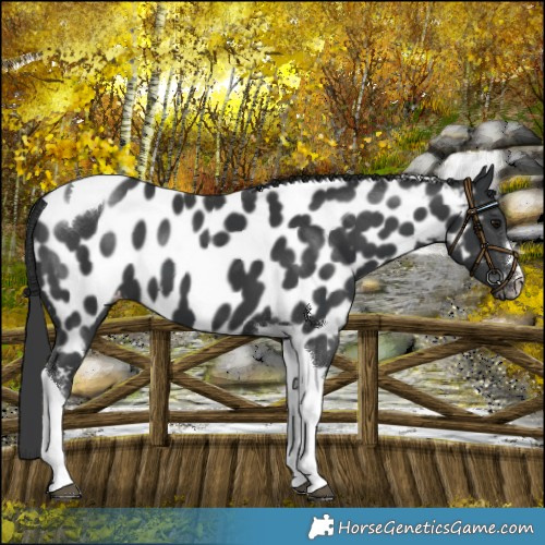 Horse Color:Black Tobiano Near Leopard 