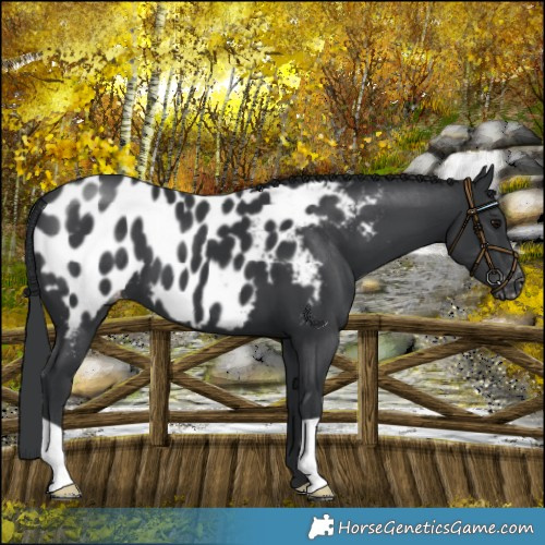 Horse Color:Black Blanket