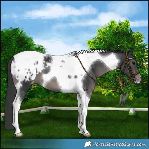 Horse Color:Black Tobiano Blanket 