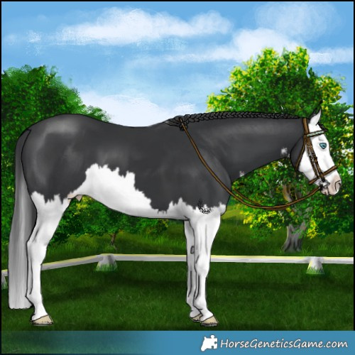 Horse Color:White Spotted Black Splash 