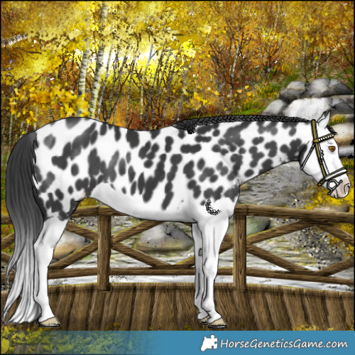 Horse Color:Black Splash Near Leopard 