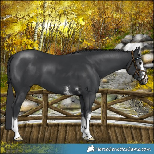 Horse Color:Black 
