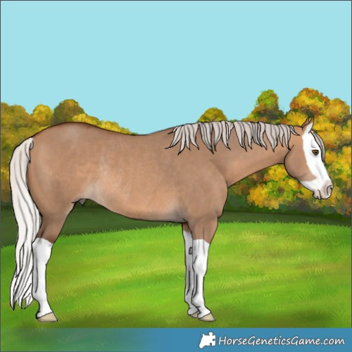 Horse Color:Silver Brown Dun Splash Rabicano 