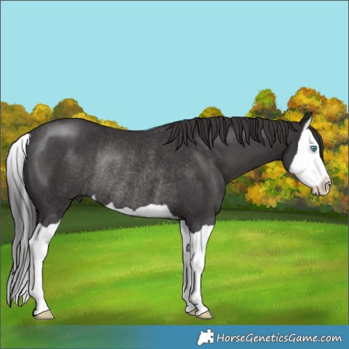 Horse Color:Smoky Black Splash Rabicano 